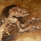 An ancient monkey fossil.